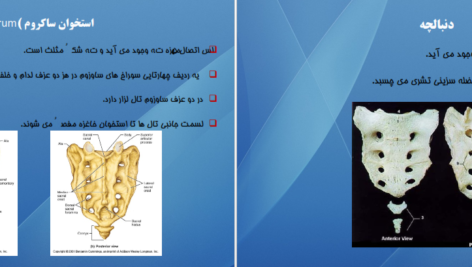 دانلود کتاب اناتومی استخوان شناسی مرتضی بهرامی نژاد pdf