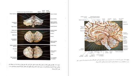 دانلود کتاب نورو آناتومی بالینی اسنل راین اسپلیت گربر pdf